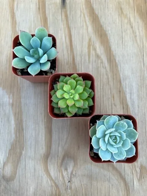 Live Succulent Varieties | Mystery Succulent Pack | Assorted 2'' Potted Succulent