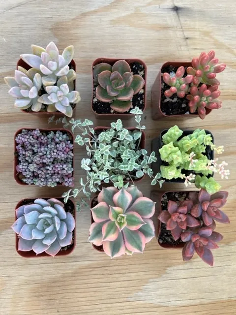 Live Succulent Varieties | Mystery Succulent Pack | Assorted 2'' Potted Succulent