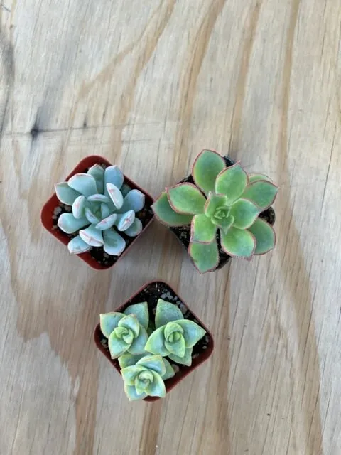 Live Succulent Varieties | Mystery Succulent Pack | Assorted 2'' Potted Succulent